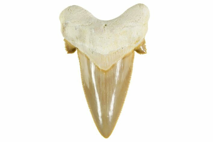 Serrated Sokolovi (Auriculatus) Shark Tooth - Top Quality #372461